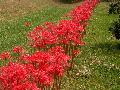 Lycoris / Lycoris radiata